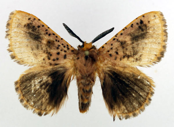 /filer/webapps/moths/media/images/V/varia_Chrysopoloma_AM_Basquin_02.jpg