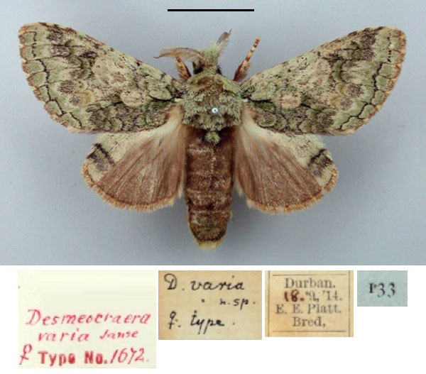 /filer/webapps/moths/media/images/V/varia_Desmeocraera_AT_TMSA.jpg