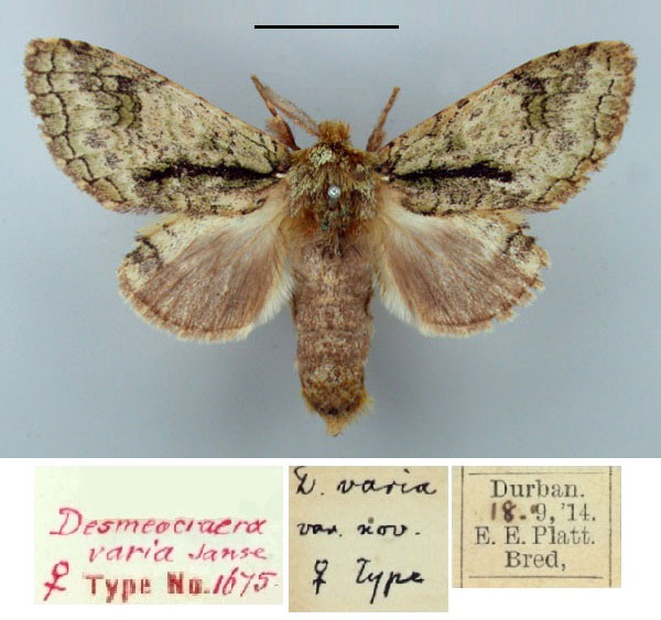 /filer/webapps/moths/media/images/V/varia_Desmeocraera_PTF_TMSA.jpg