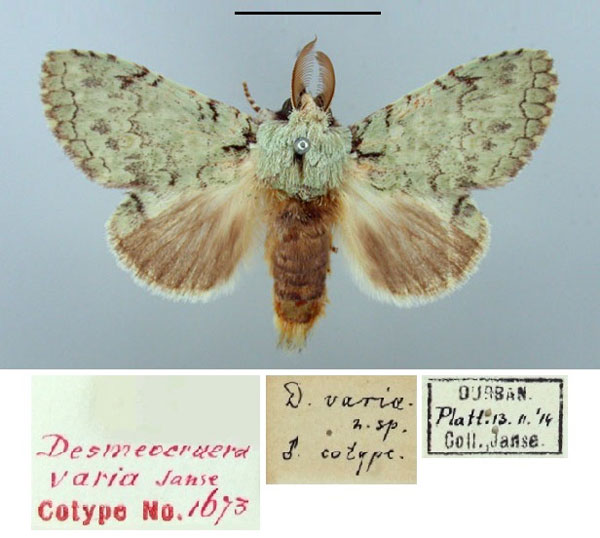 /filer/webapps/moths/media/images/V/varia_Desmeocraera_PTM_TMSA.jpg