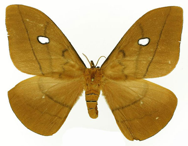 /filer/webapps/moths/media/images/V/variabile_Maltagora_AF_Basquin_01.jpg