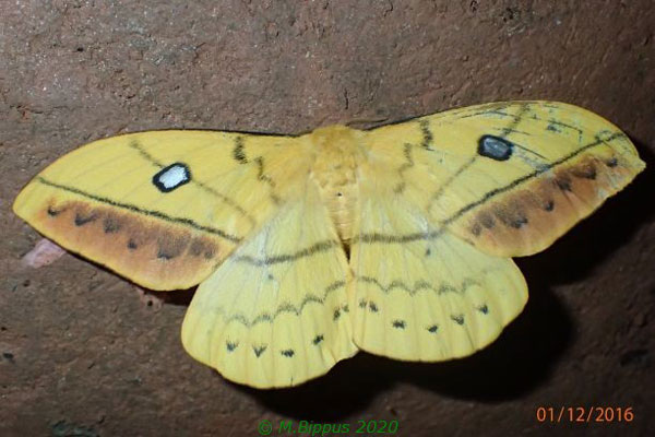 /filer/webapps/moths/media/images/V/variabile_Maltagora_A_Bippus.jpg