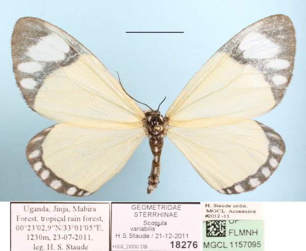 /filer/webapps/moths/media/images/V/variabilis_Aletis_A_MGCL.JPG