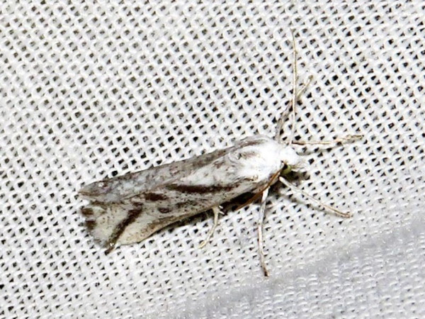 /filer/webapps/moths/media/images/V/variabilis_Argyrophora_A_Braun.jpeg