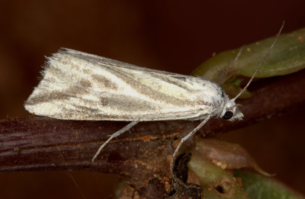 /filer/webapps/moths/media/images/V/variabilis_Argyrophora_A_Heyns_03.jpg