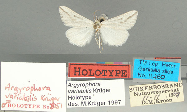 /filer/webapps/moths/media/images/V/variabilis_Argyrophora_HT_TMSA.jpg
