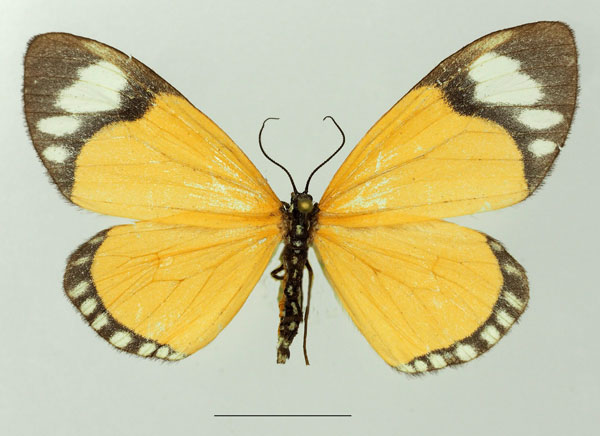 /filer/webapps/moths/media/images/V/variabilis_Cartaletis_AF_Basquina.jpg