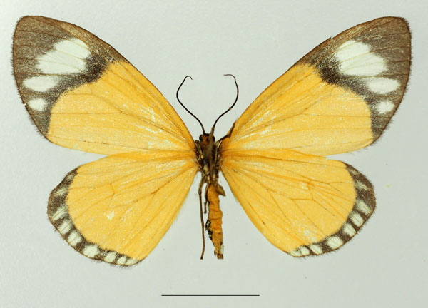 /filer/webapps/moths/media/images/V/variabilis_Cartaletis_AF_Basquinb.jpg