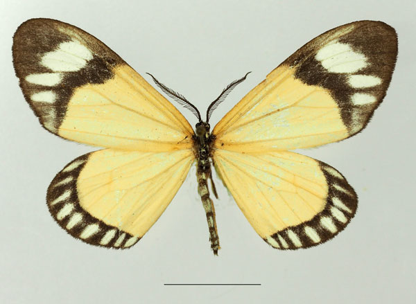 /filer/webapps/moths/media/images/V/variabilis_Cartaletis_AM_Basquina.jpg