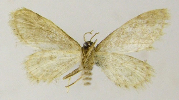 /filer/webapps/moths/media/images/V/variabilis_Idaea_HT_ZSMb.jpg