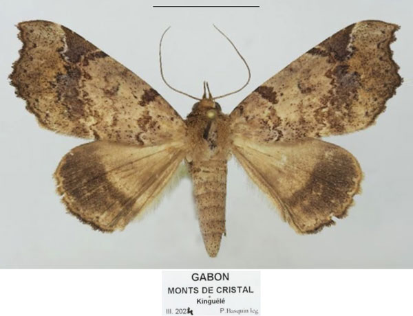 /filer/webapps/moths/media/images/V/variabilis_Pseudogiria_AF_Basquin.jpg