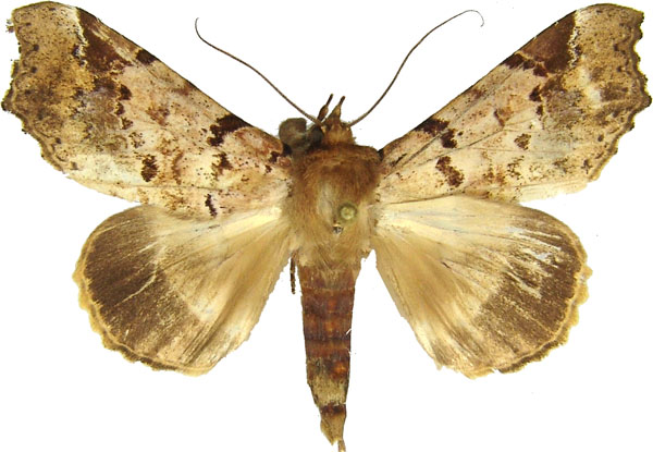 /filer/webapps/moths/media/images/V/variabilis_Pseudogiria_AF_MCJM.jpg