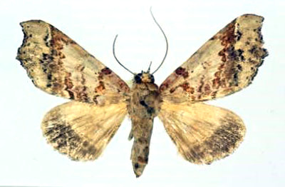 /filer/webapps/moths/media/images/V/variabilis_Pseudogiria_AF_Poirrier.jpg