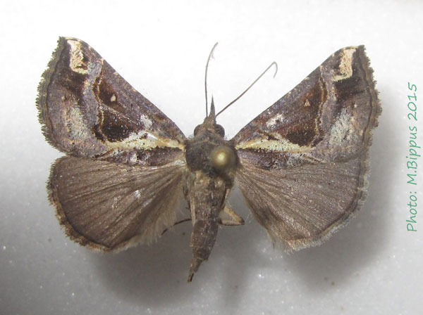 /filer/webapps/moths/media/images/V/varialis_Hypena_A_Bippus_02.jpg