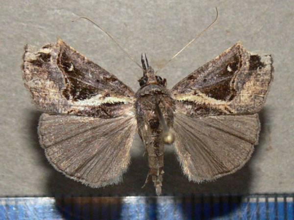/filer/webapps/moths/media/images/V/varialis_Hypena_A_Goffa_01.jpg