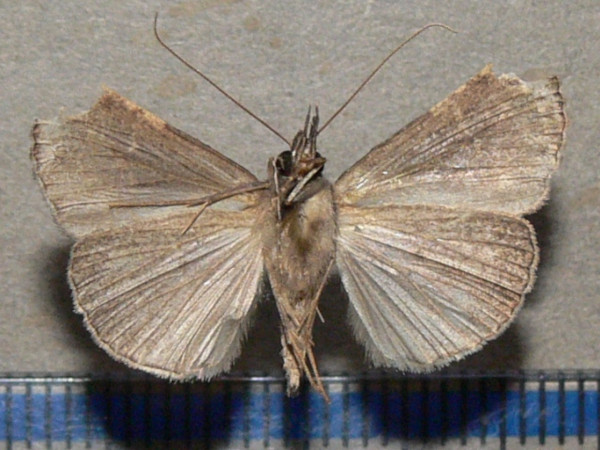 /filer/webapps/moths/media/images/V/varialis_Hypena_A_Goffb_01.jpg