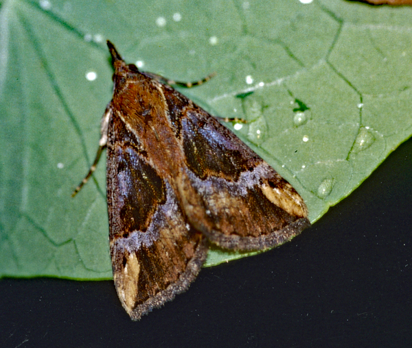 /filer/webapps/moths/media/images/V/varialis_Hypena_A_Roland_01.jpg