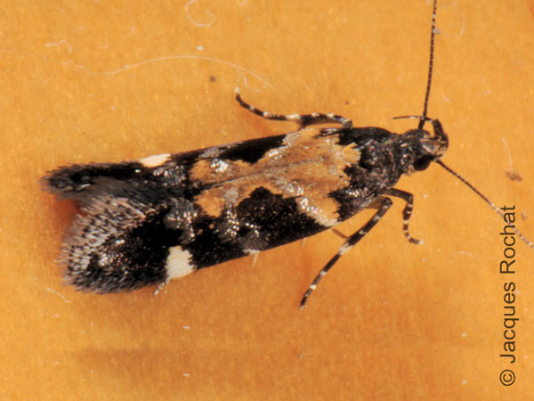 /filer/webapps/moths/media/images/V/variana_Stegasta_A_Rochat_8rmDB76.jpg