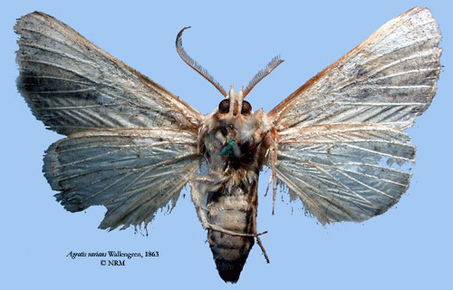 /filer/webapps/moths/media/images/V/varians_Agrotis_HT_SNHM.jpg