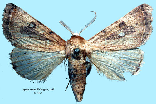 /filer/webapps/moths/media/images/V/varians_Ctenusa_HT_SNHM.jpg