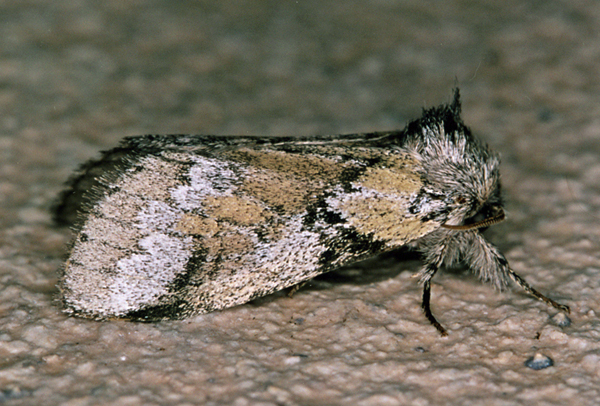 /filer/webapps/moths/media/images/V/varians_Leptolepida_A_Roland_07.jpg