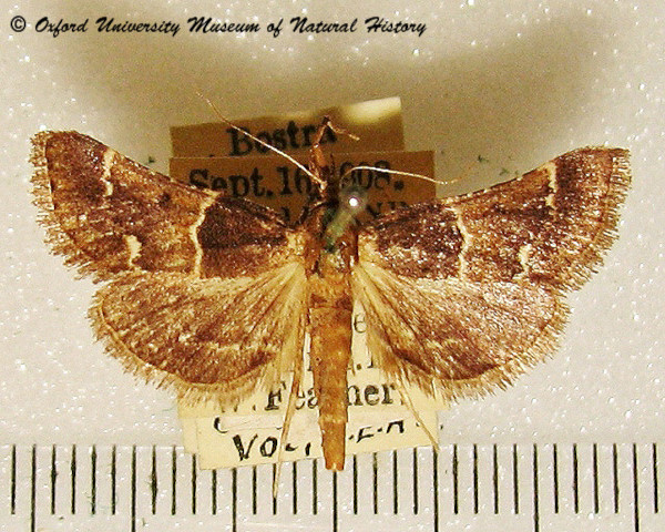 /filer/webapps/moths/media/images/V/varians_Loryma_A_OUMNH_01.jpg