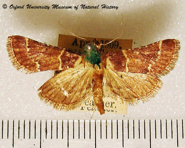 /filer/webapps/moths/media/images/V/varians_Loryma_A_OUMNH_02.jpg