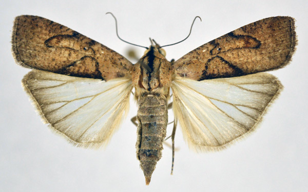 /filer/webapps/moths/media/images/V/varians_Mesogenea_AF_NHMO.jpg