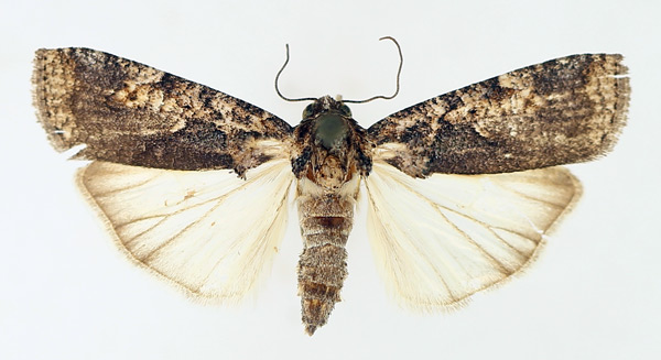 /filer/webapps/moths/media/images/V/varians_Mesogenea_AM_TMSA_01.jpg