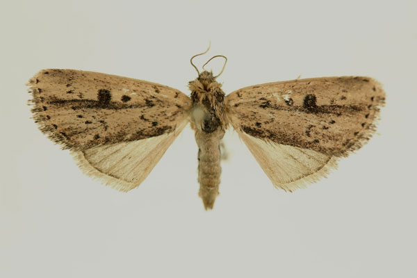 /filer/webapps/moths/media/images/V/varians_Micraxylia_AF_RMCA.jpg