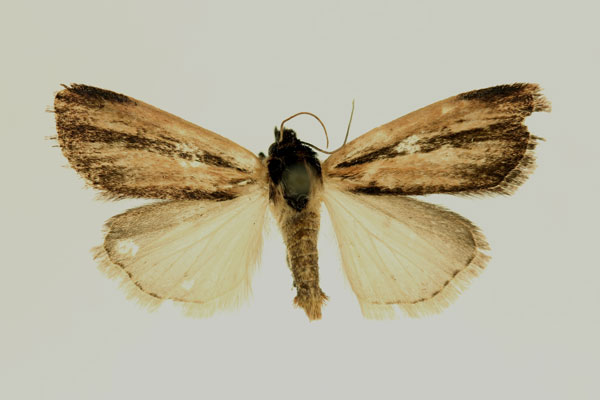 /filer/webapps/moths/media/images/V/varians_Micraxylia_AM_RMCA.jpg