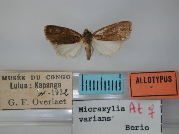 /filer/webapps/moths/media/images/V/varians_Micraxylia_AT_RMCA.jpg