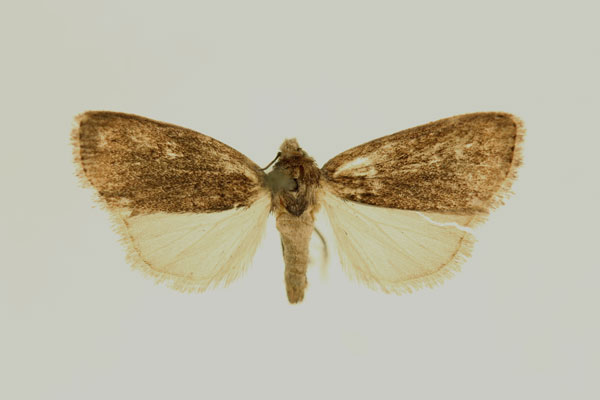 /filer/webapps/moths/media/images/V/varians_Micraxylia_AT_RMCA_02.jpg