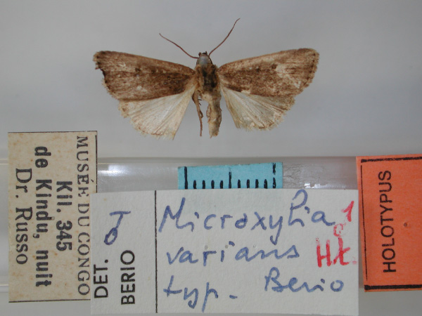 /filer/webapps/moths/media/images/V/varians_Micraxylia_HT_RMCA.jpg