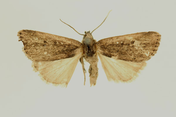 /filer/webapps/moths/media/images/V/varians_Micraxylia_HT_RMCA_02.jpg