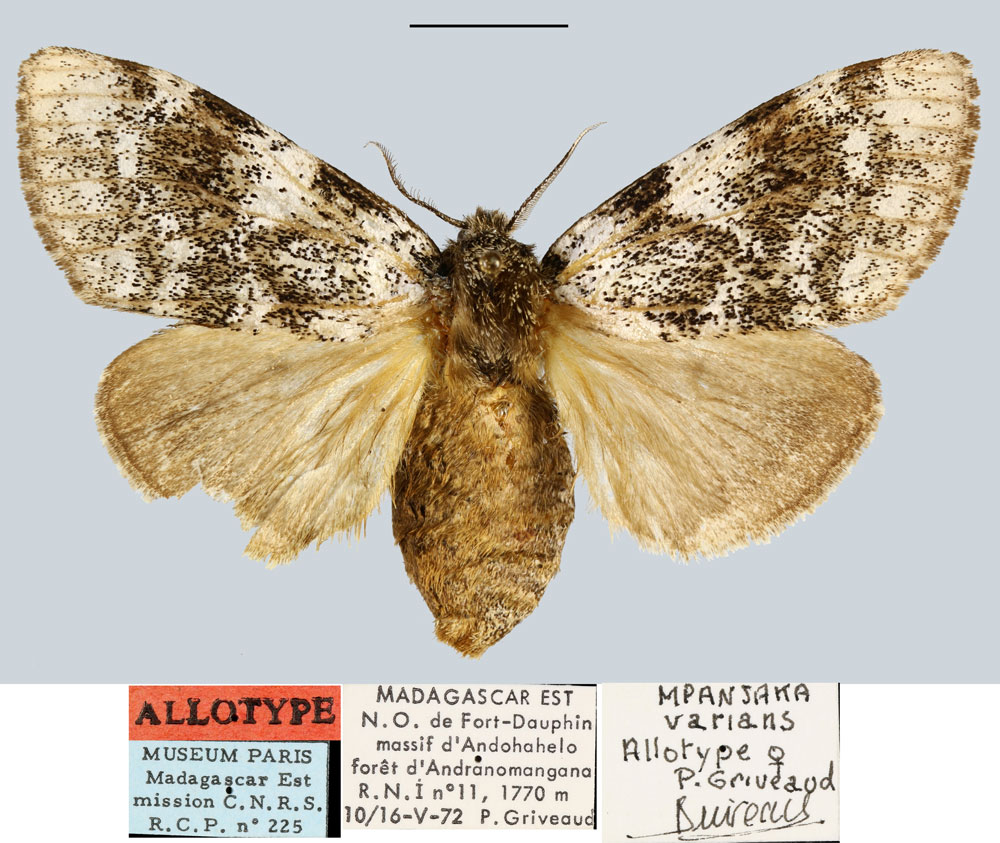 /filer/webapps/moths/media/images/V/varians_Mpanjaka_AT_MNHN.jpg