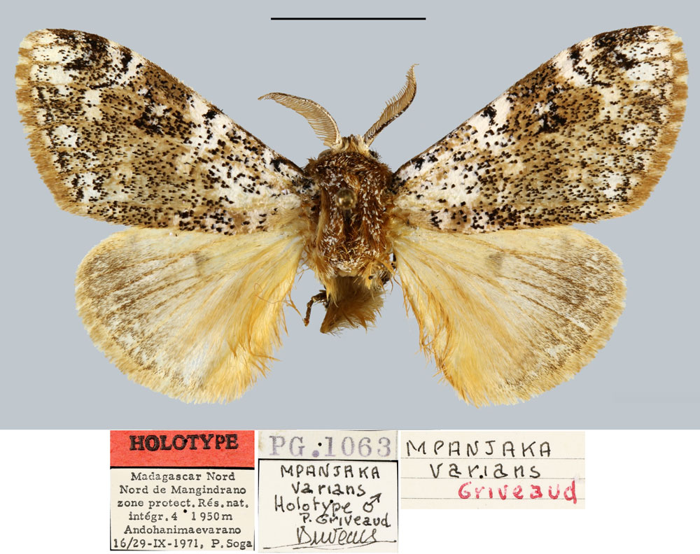 /filer/webapps/moths/media/images/V/varians_Mpanjaka_HT_MNHN.jpg