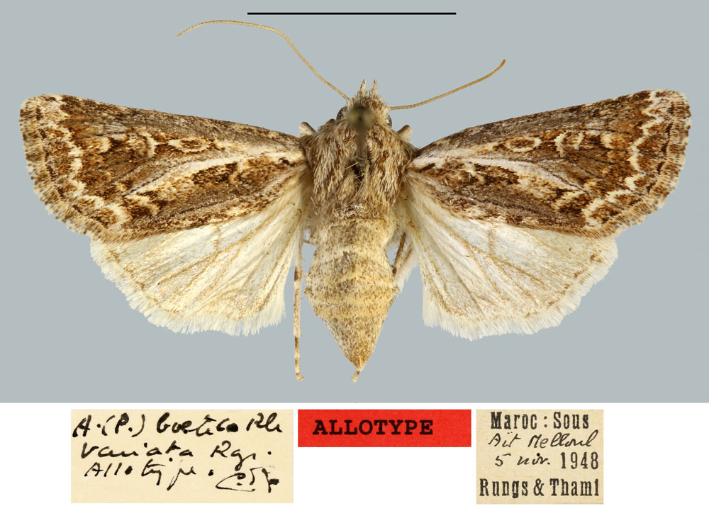 /filer/webapps/moths/media/images/V/variata_Agrotis_AT_MNHN.jpg