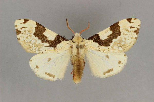 /filer/webapps/moths/media/images/V/varicolor_Disparctia_PT_BMNH.jpg