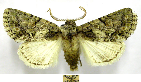 /filer/webapps/moths/media/images/V/varicolor_Hypoplexia_AM_TMSA.jpg