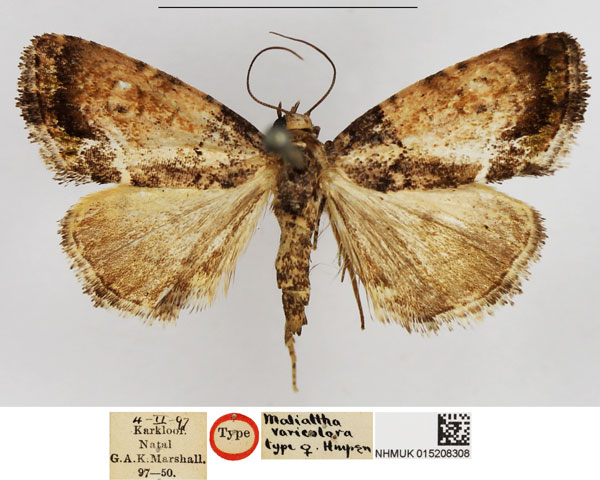 /filer/webapps/moths/media/images/V/varicolora_Maliattha_HT_NHMUK.jpg