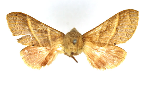 /filer/webapps/moths/media/images/V/varidentata_Bombycopsis_AF_SNHM.jpg