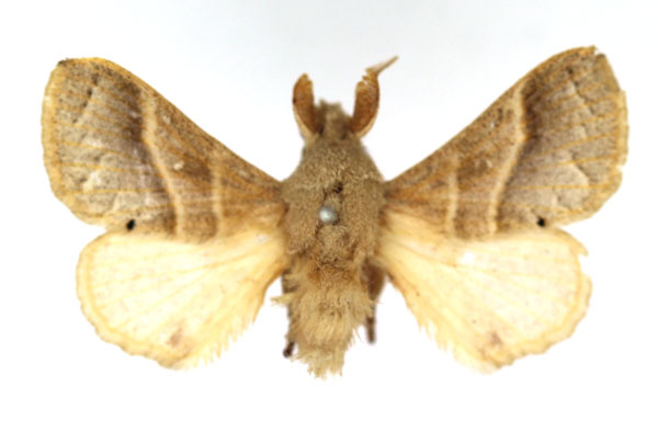 /filer/webapps/moths/media/images/V/varidentata_Bombycopsis_AM_SNHM.jpg