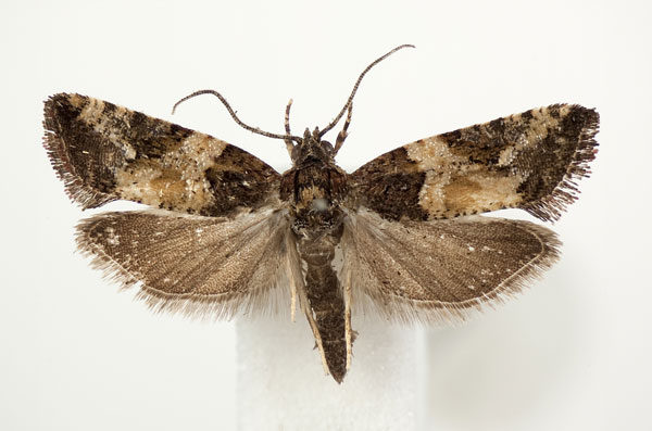 /filer/webapps/moths/media/images/V/variegana_Paraeccopsis_A_BMNH.jpg
