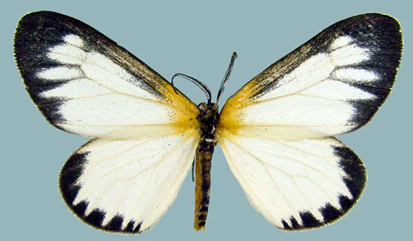 /filer/webapps/moths/media/images/V/variegata_Aletis_AM_ZSMa.jpg