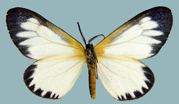 /filer/webapps/moths/media/images/V/variegata_Aletis_AM_ZSMb.jpg