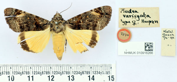 /filer/webapps/moths/media/images/V/variegata_Audea_HT_BMNH.jpg