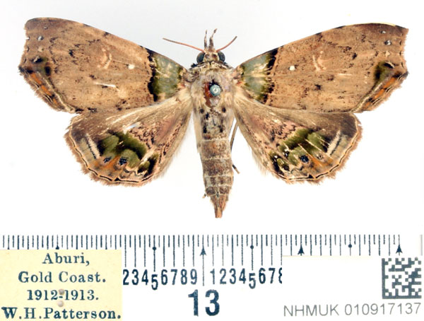 /filer/webapps/moths/media/images/V/variegata_Chlorograpta_AF_BMNH.jpg