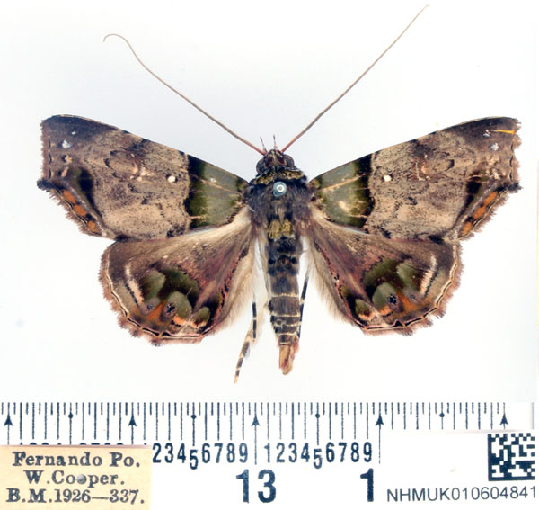 /filer/webapps/moths/media/images/V/variegata_Chlorograpta_AM_BMNH.jpg