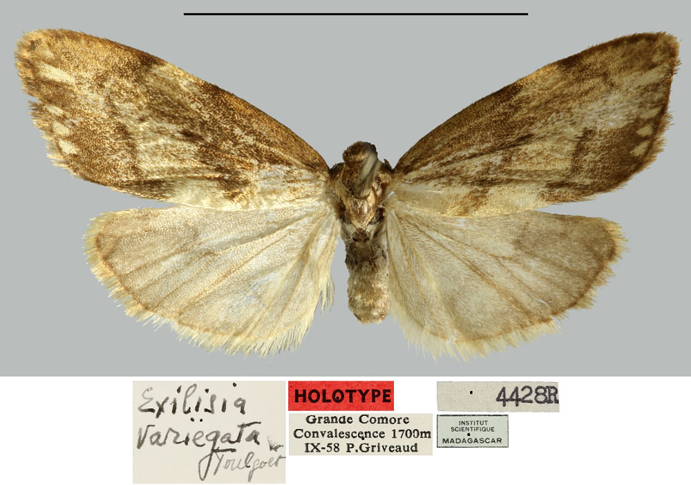 /filer/webapps/moths/media/images/V/variegata_Exilisia_HT_MNHN.jpg